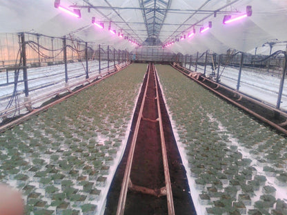 LED Pflanzenlampe Gewächshaus Grow Growlight Anzuchtlampe